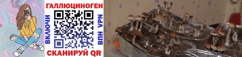 Псилоцибиновые грибы MAGIC MUSHROOMS  Полысаево 